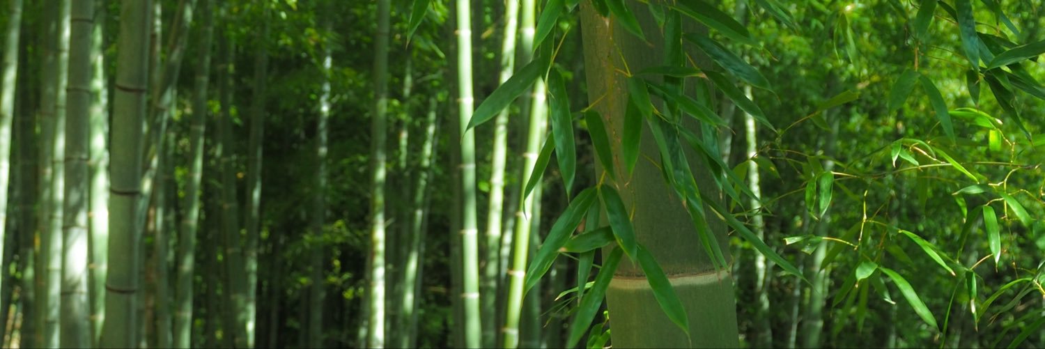 iron_panda10's profile banner image