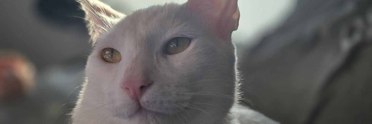 jose_fatrix's profile banner image