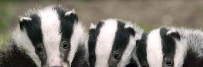 badgerminx's profile banner image