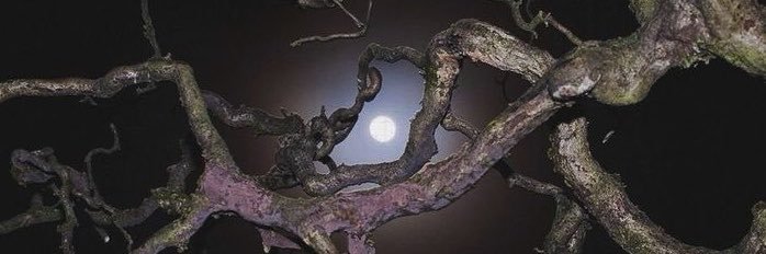 weirddfemme's profile banner image