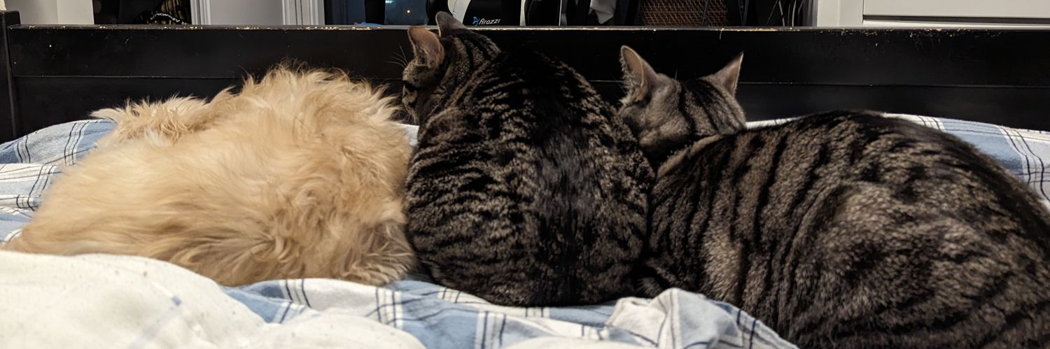 kattat0's profile banner image