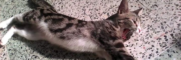 UncolourPanther's profile banner image