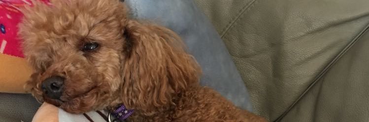traceynatasha's profile banner image