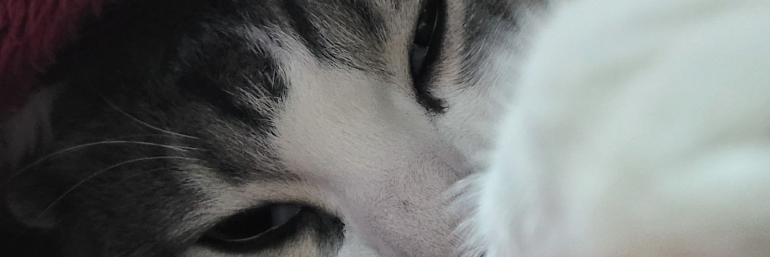 Monkeyelly's profile banner image