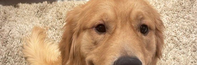primezoodog's profile banner image
