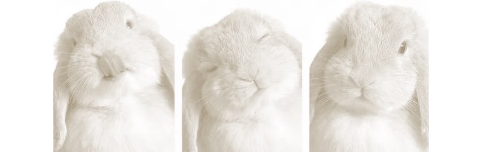 userbnnyangel's profile banner image