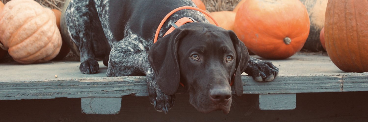 kellyP731's profile banner image