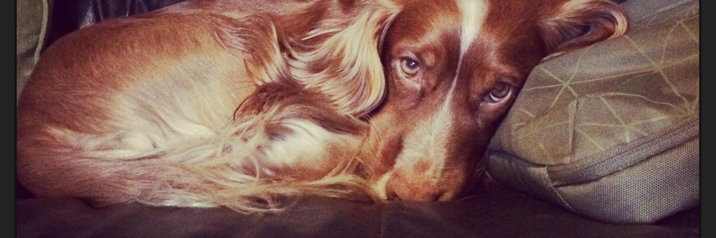 Rebecca Coles banner