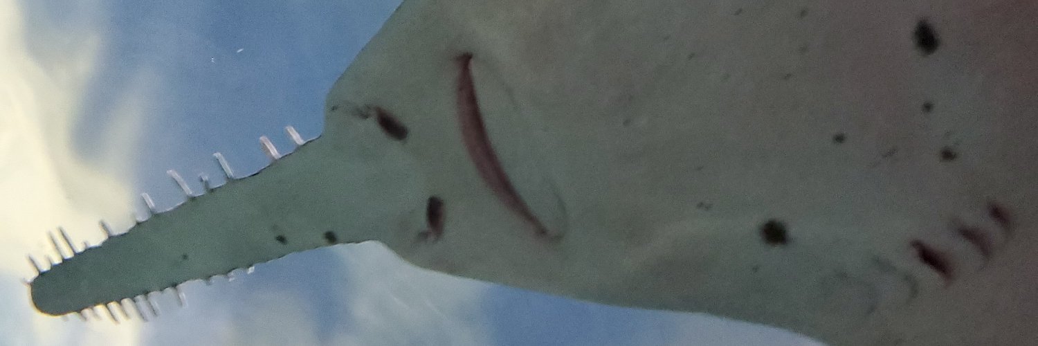 sherrylowe42's profile banner image