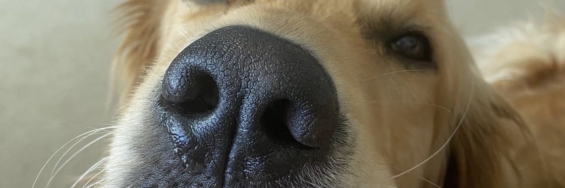 JaneFurry11's profile banner image