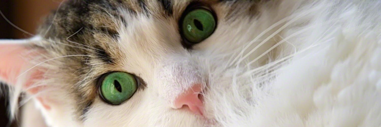 RobinAFOlson's profile banner image