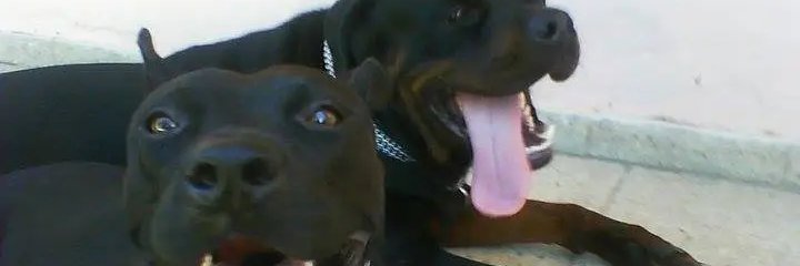guarda_k9's profile banner image