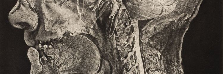 NecroDominatrix's profile banner image