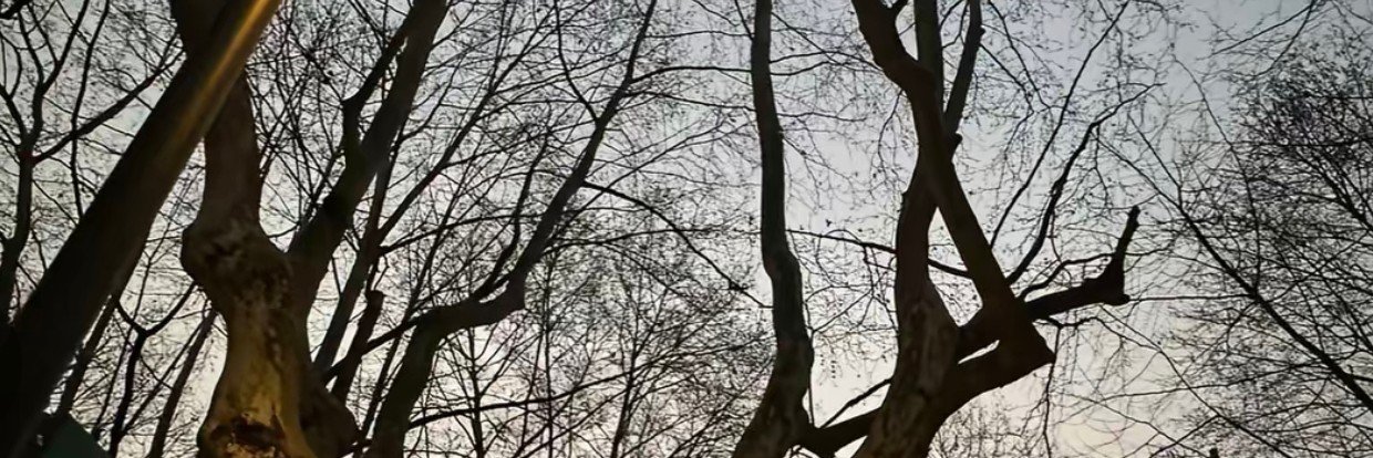 qltd99's profile banner image