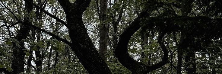 iravaem's profile banner image