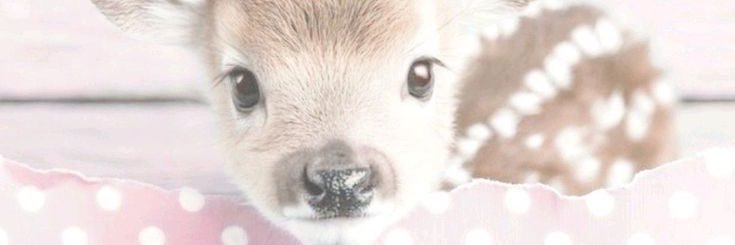 tinyestpuppi's profile banner image