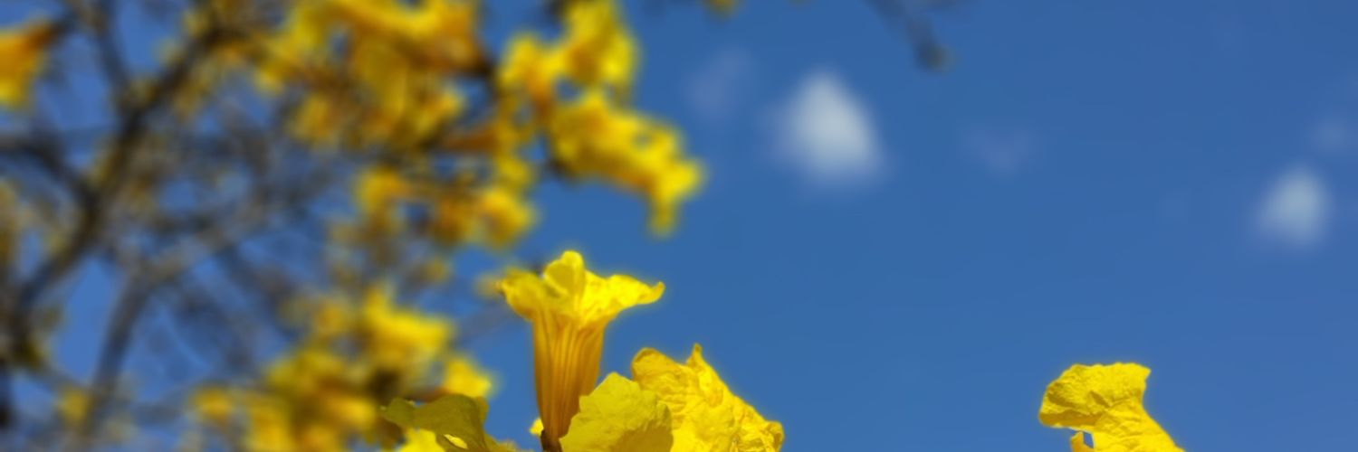 Ana Paula Simões banner