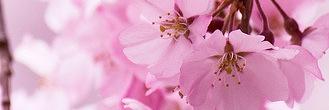 laurayogabliss's profile banner image