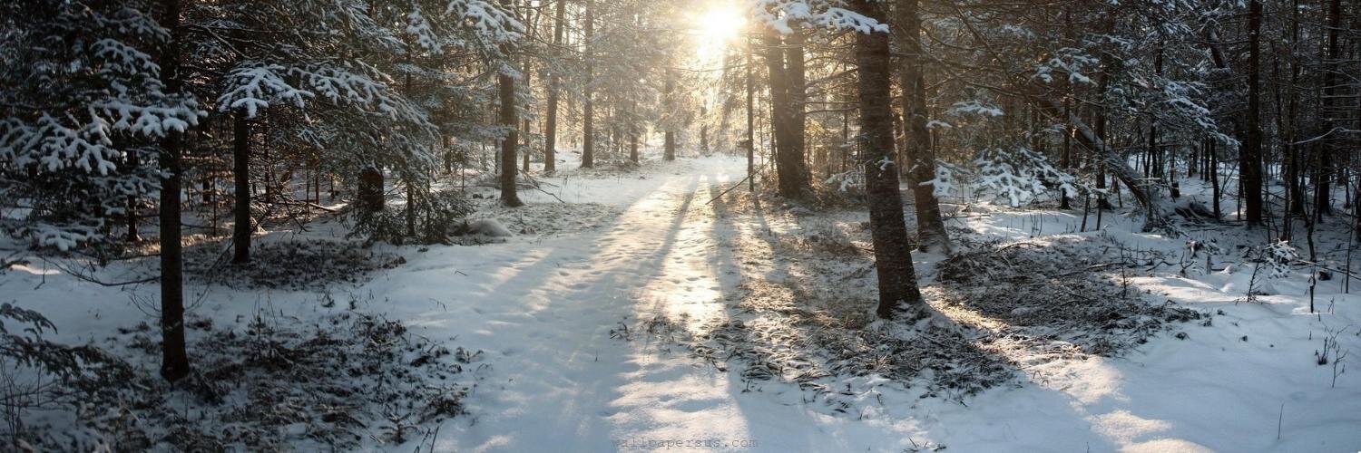 Loup @white_fangs@social.apreslanu.it banner