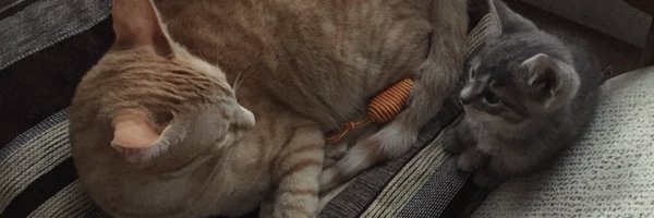 beupeace Profile Banner