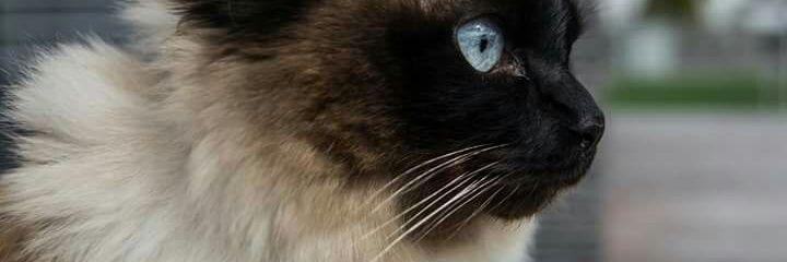 TheKatRodriguez's profile banner image