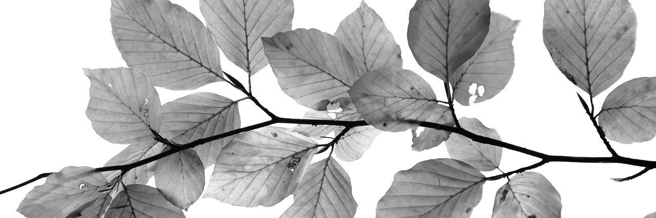 sandraholgado's profile banner image
