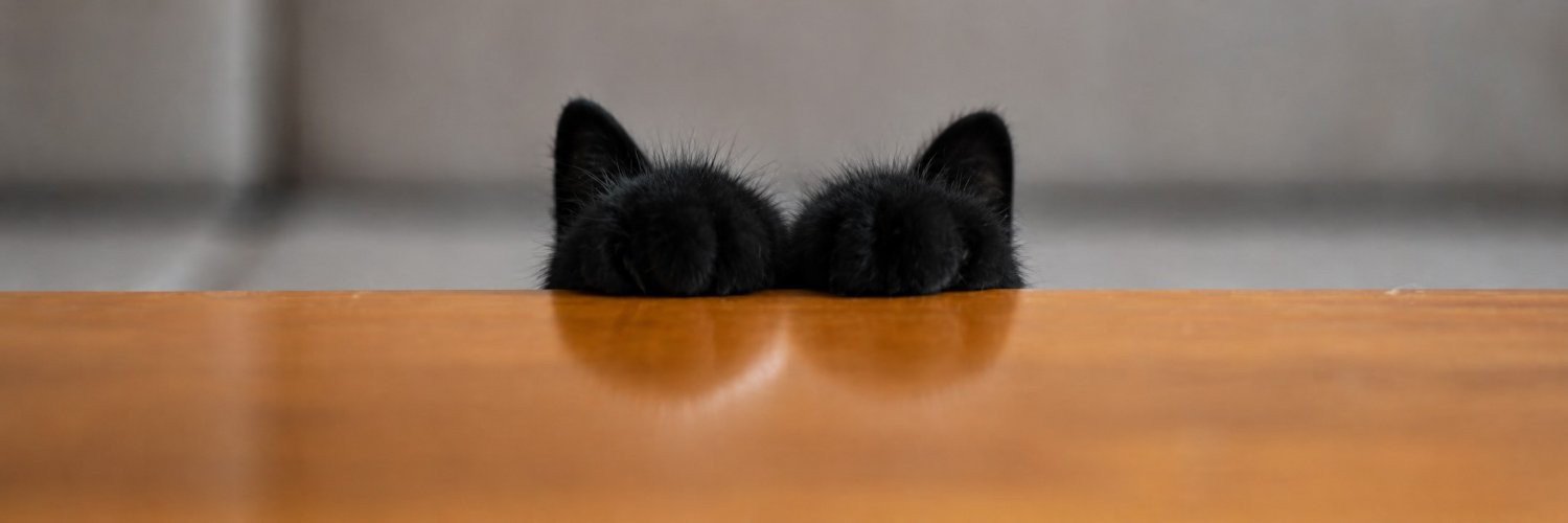 meowKingdoms's profile banner image
