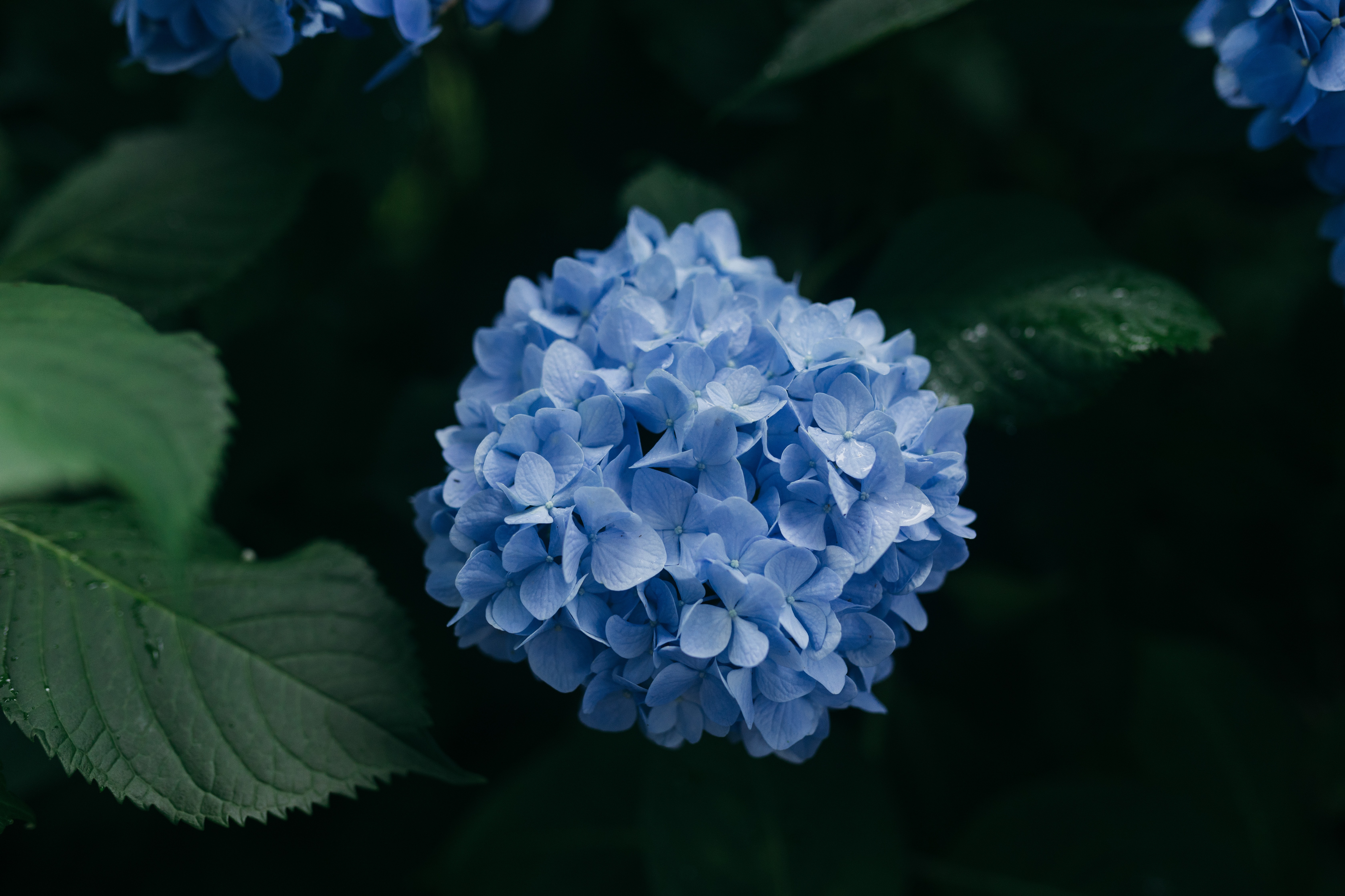 MarieBakerl8fj's profile banner image