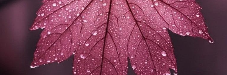 miabloomrty's profile banner image