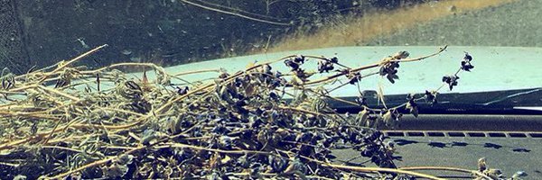 aprilaser Profile Banner