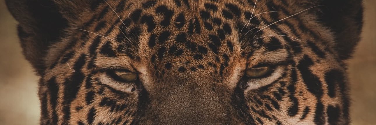 gabsglauss's profile banner image