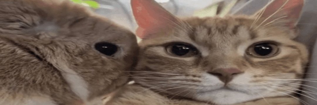 BUNSPLODE's profile banner image