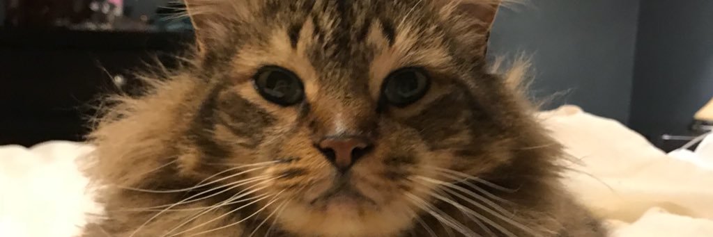 sbbailey88's profile banner image