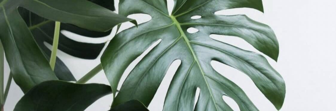 AndriA  Farrell banner