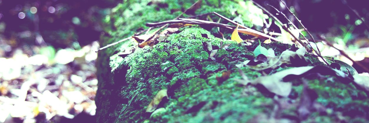 倉子倉次🌿🐣🍀's banner