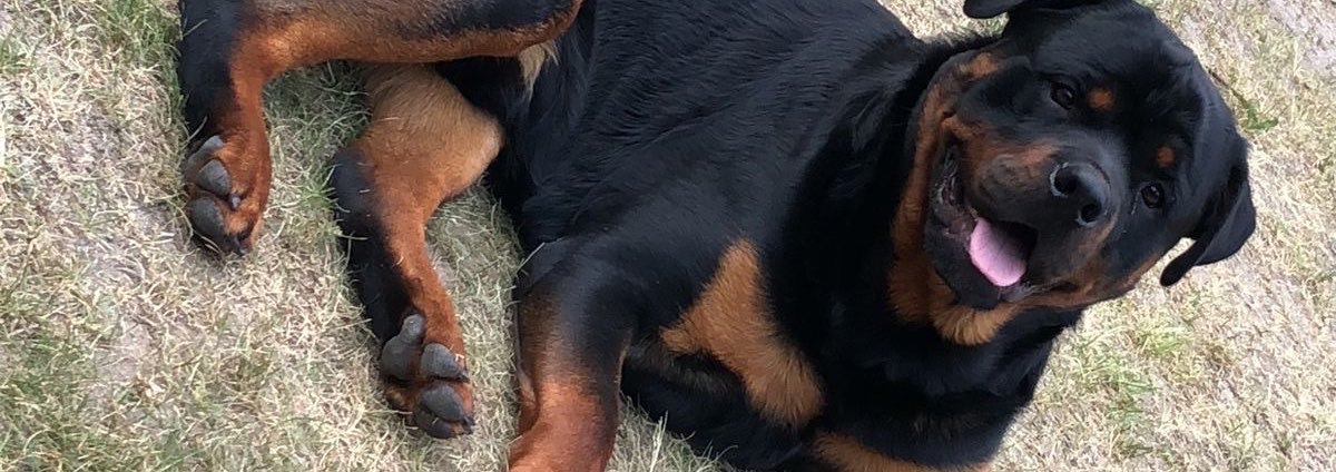 PawLuvr9's profile banner image