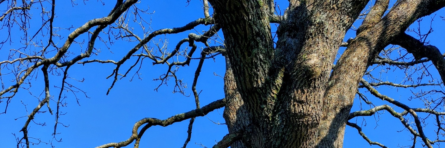 ashawolves's profile banner image