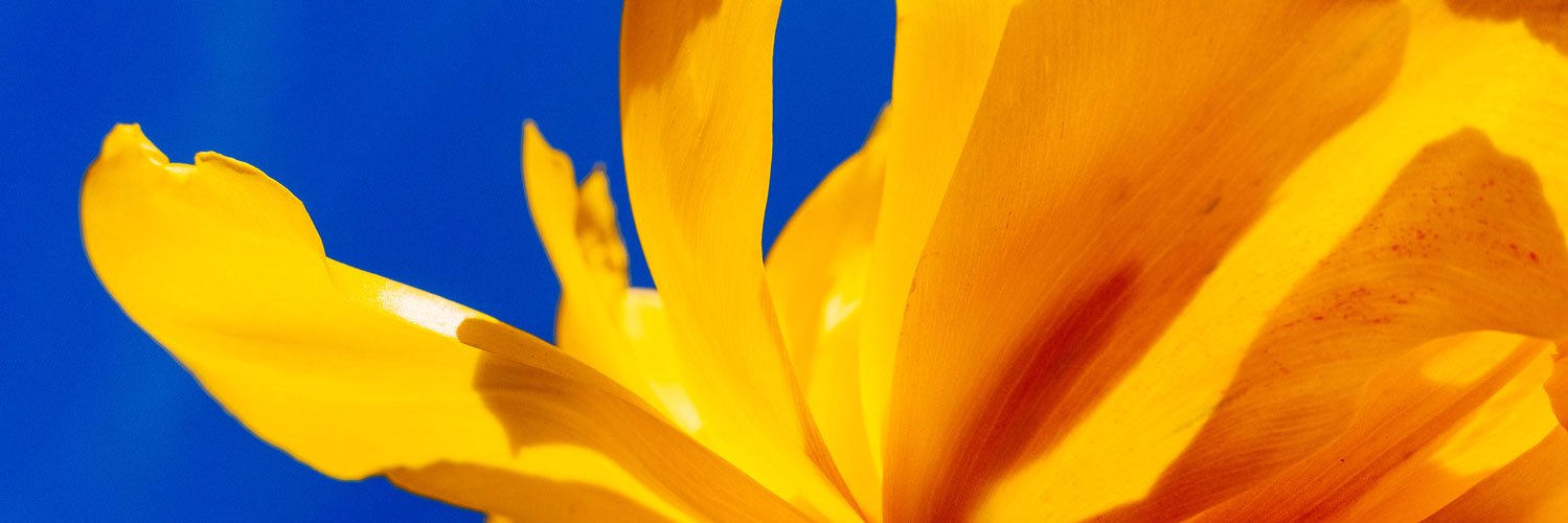 gordonplant's profile banner image