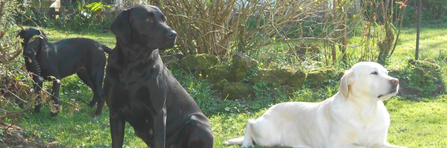 Kirsty 🐾🐾 banner