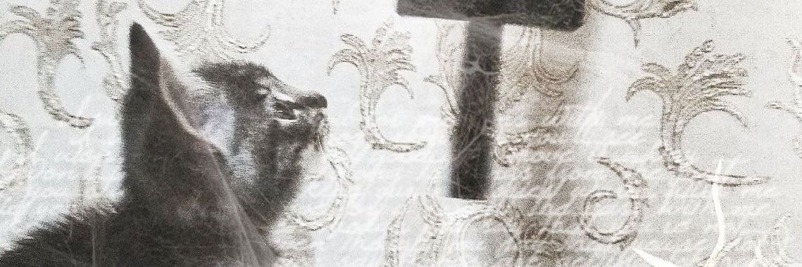 K1ssLol's profile banner image