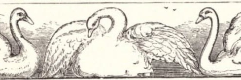 coIumbidae's profile banner image