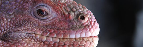 J. J. Hillard banner