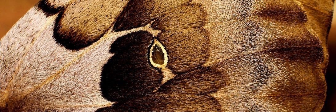 credoajeno's profile banner image