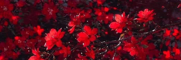 vampiresmemoir's profile banner image
