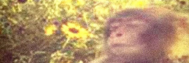 Superduperfunk's profile banner image