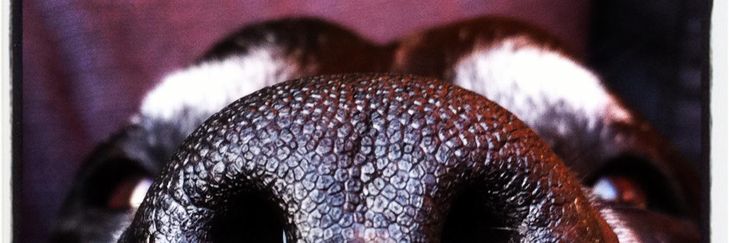 deLelie's profile banner image