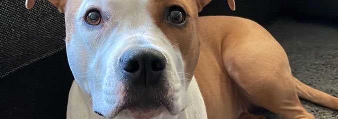DognothingQueen's profile banner image