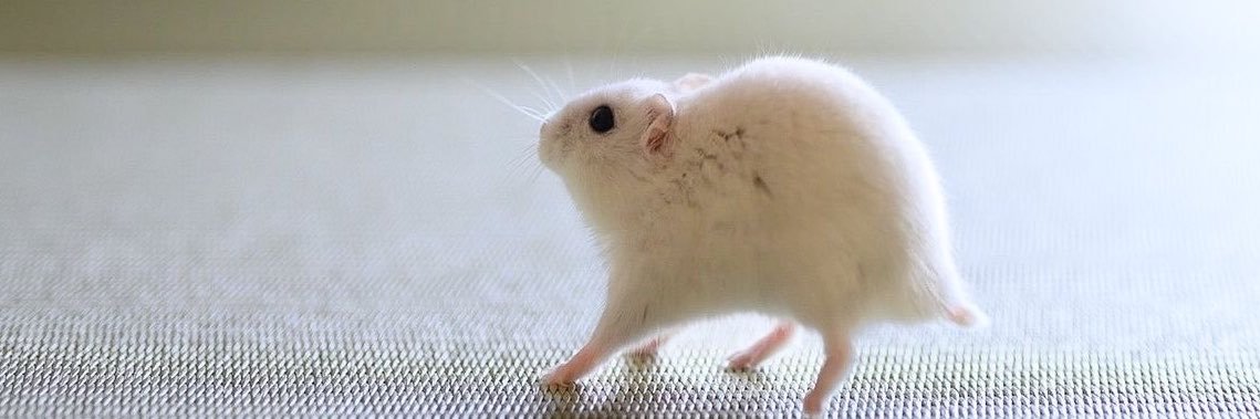 mousepropaganda's profile banner image