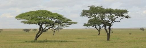 thelasttrib's profile banner image