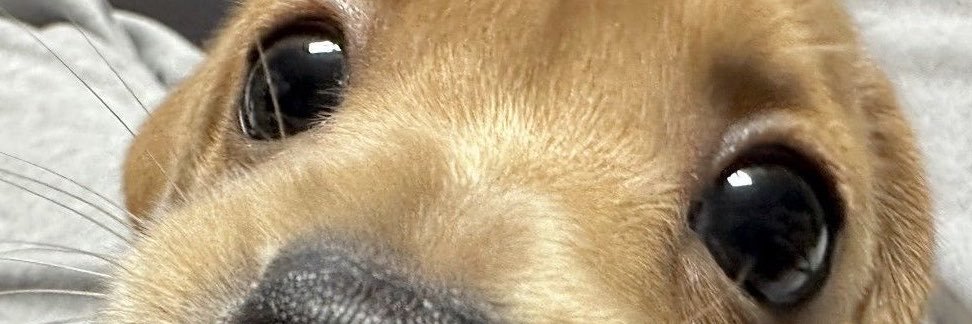 Gutembergsiq's profile banner image